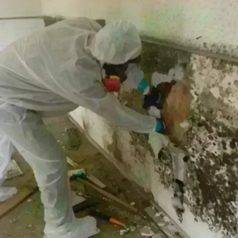 Mold Remediation and Removal in Azusa, CA